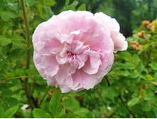 IMG 20230719 145916.jpg