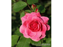 ������ ����(���)