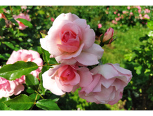 IMG 20230701 141517.jpg