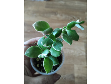 ���� heuschkeliana albomarginata.
