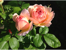 ���� ������� �����