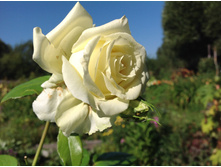 ���� (������)