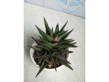 IMG 20230813 175858 252.jpg