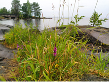 IMG 20230721 170319.jpg