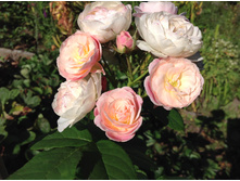 ���� ����� �����  ���������