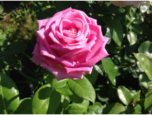 ���� (��������)