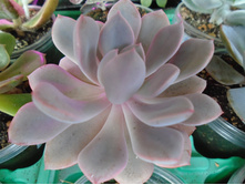 DSC08297.JPG ����� -150