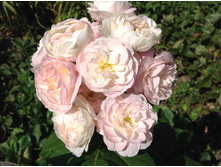 ���� ����� �����