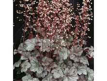 ������� ������ ���