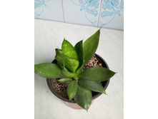 IMG 20230813 175611 562.jpg