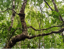 IMG 20230718 131115.jpg