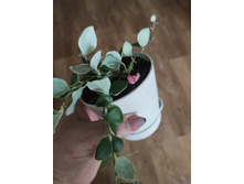 ���� heuschkeliana �����.