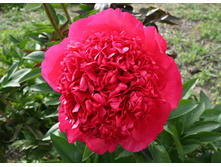 Command Performance ����6,62 ���� �������� 1 ��.jpg