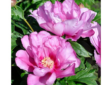 First Arrival ���� 13,13 ���� �������� 2 ��.jpg