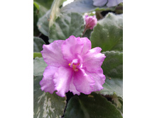 Fredette's Risen Star (I.Fredette