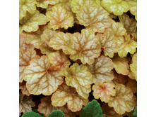 ������� �������� ���