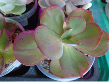 DSC08300.JPG �������� �����