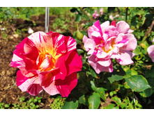 IMG 20230701 142234.jpg