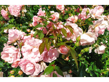 IMG 20230701 141352.jpg