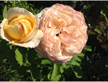 ���� ���� ����