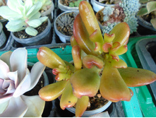 DSC08285.JPG ������ - 200