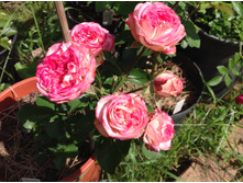 ���� ����� ����