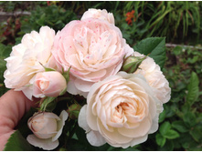 ���� ����� �����