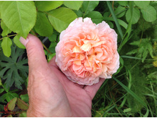 ���� ������ ������