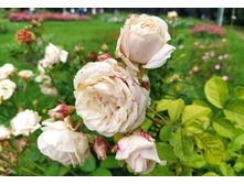 IMG 20230701 140212.jpg