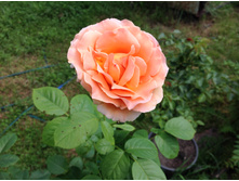 ���� ������   ���������