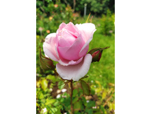 IMG 20230701 140450.jpg