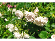 IMG 20230701 141938.jpg