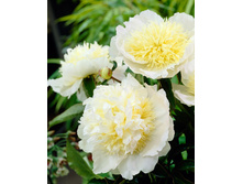 Honey Gold ���� 6,98 ���� �������� 1 ��.jpg