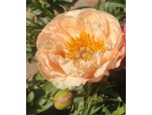 King`s Day ���� 14,92 ���� �������� 3 ��.jpg