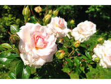 IMG 20230701 142708.jpg