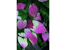 ��������� ��������� ���� (���������) �2.jpg