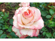 IMG 20230701 140707.jpg