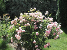 ������ ���� (�)+(�)