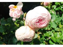 IMG 20230701 141034.jpg