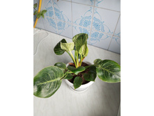 IMG 20230813 180337 419.jpg