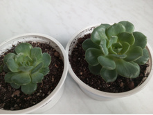 IMG 20230813 175137 394[1].jpg