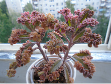 DSC08310.JPG- �������� - 250, 150, 100