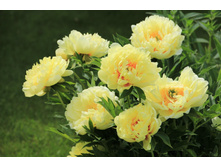 Bartzella ���� 8,81 ���� �������� 4 ��