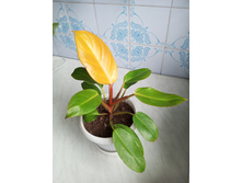 IMG 20230813 180355 791.jpg