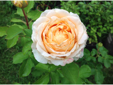 ���� ���� �����  �����������