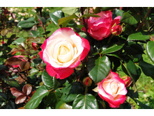 IMG 20230701 140416.jpg