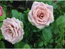 ���� �������