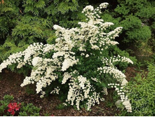 ������ ���������� ���� ������