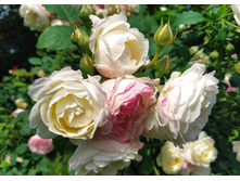 IMG 20230701 142747.jpg