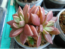 DSC08291.JPG ������ - 150